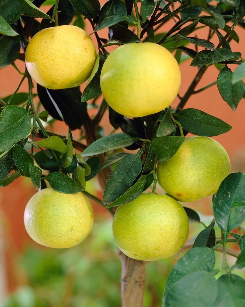 Grapefruit imported image