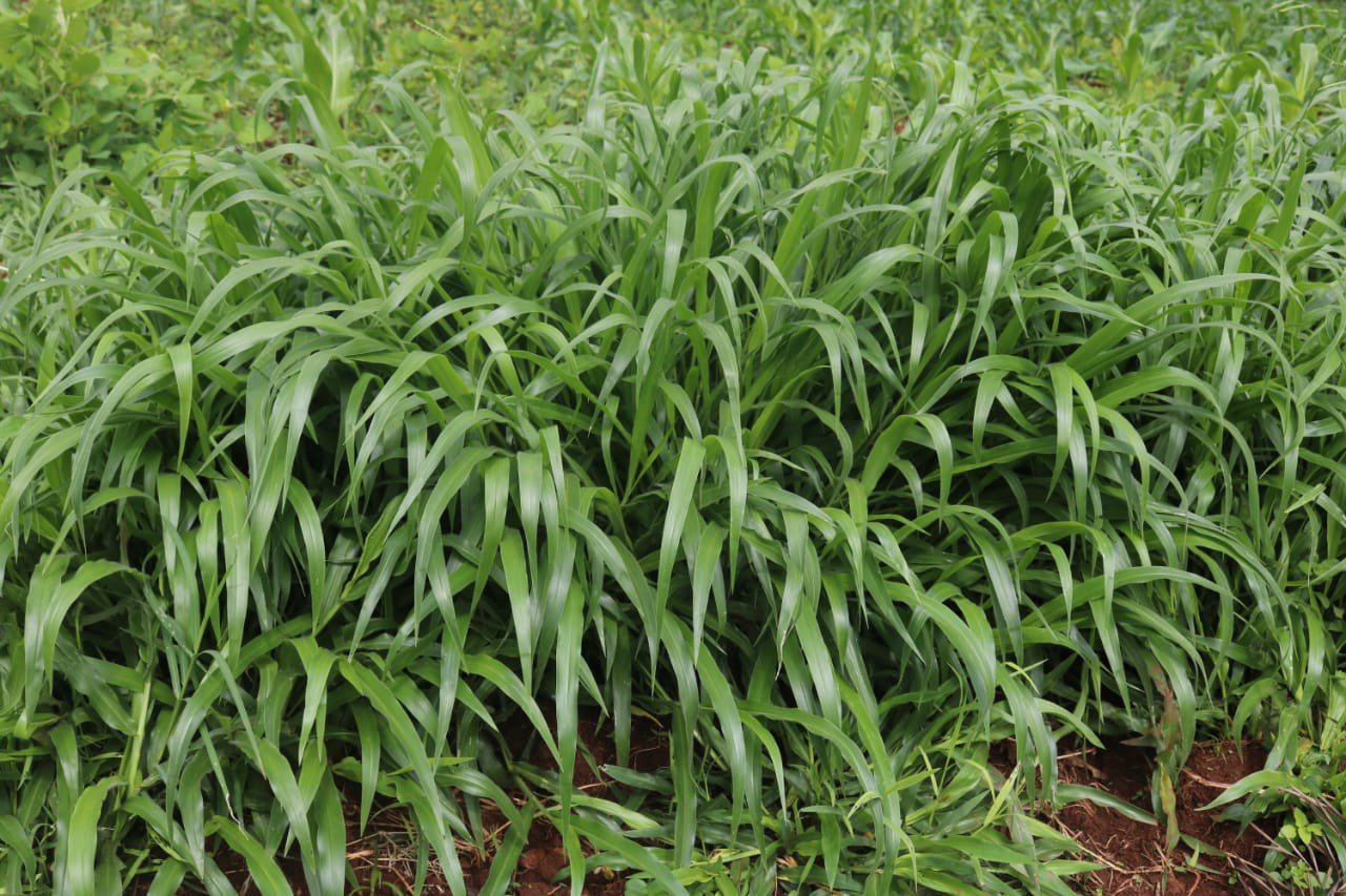 Brachiaria grass