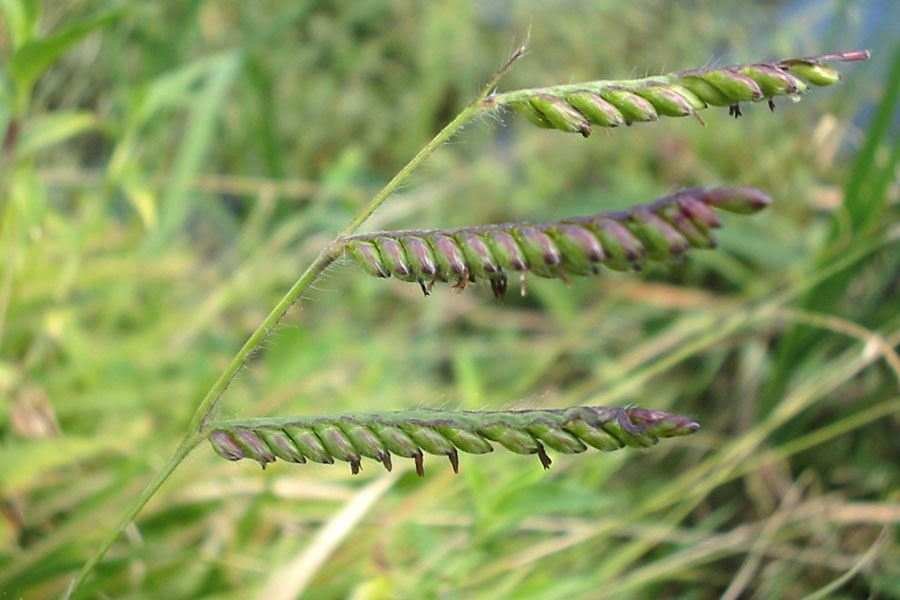 Brachiaria grass imported image