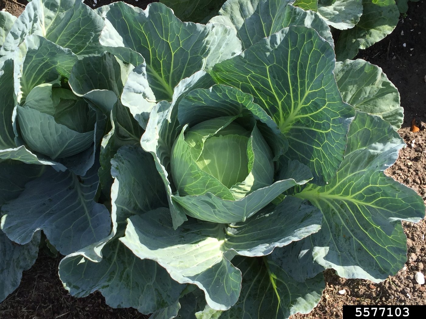 Cabbage