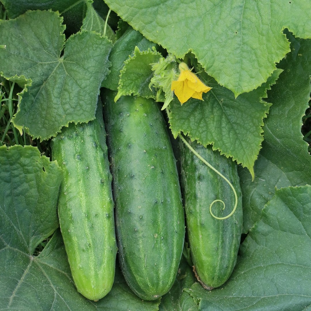 Cucumber