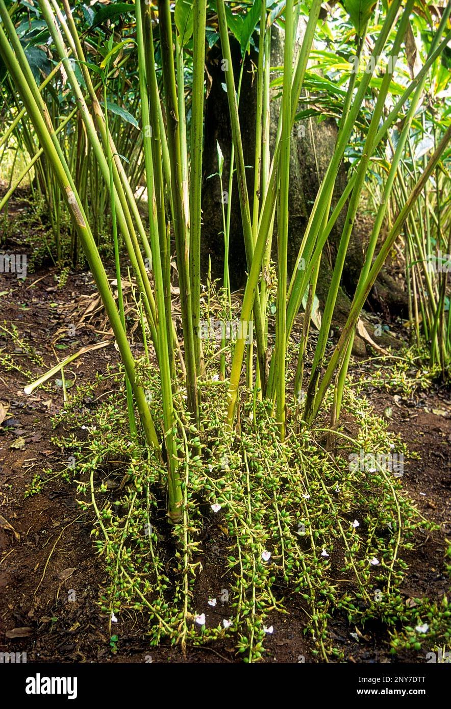 Cardamom