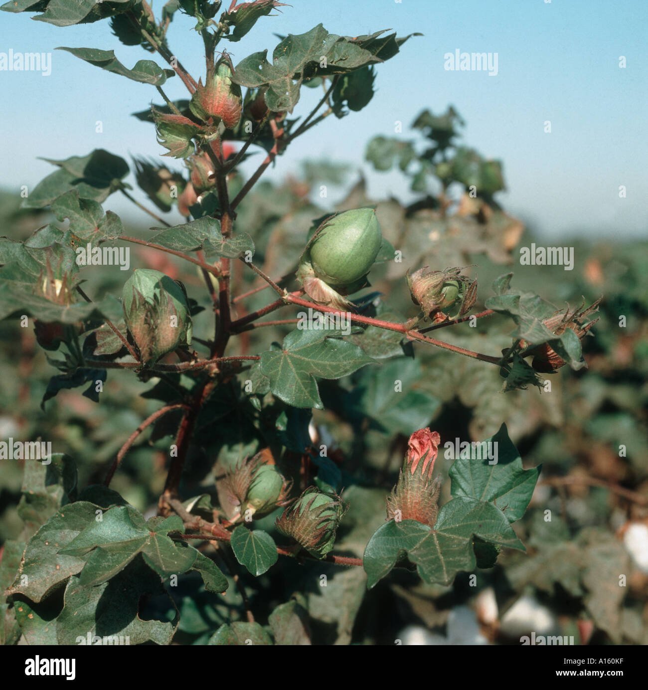 Cotton