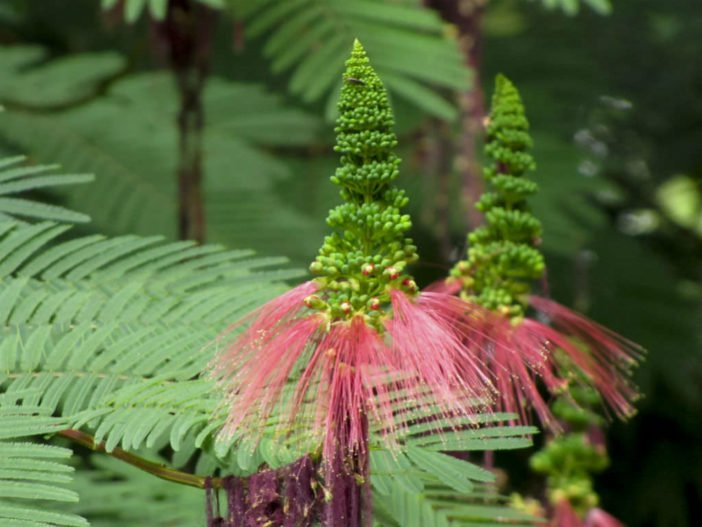 Calliandra imported image