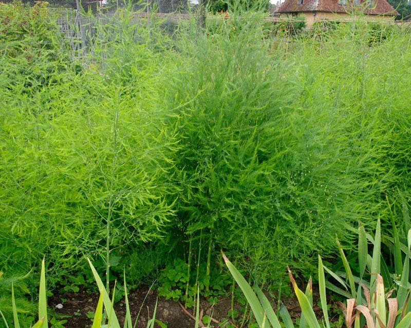 Asparagus
