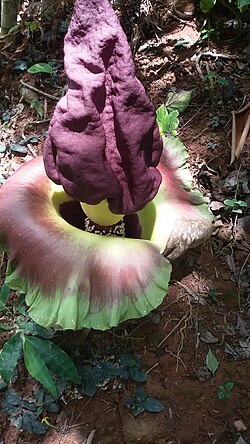 Elephant Foot Yam