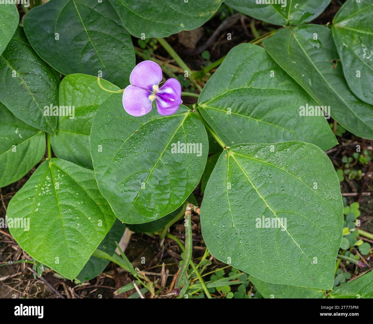 Cowpea imported image