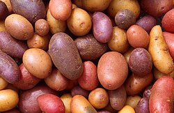 Ethiopian potato (Plectranthus edulis)
