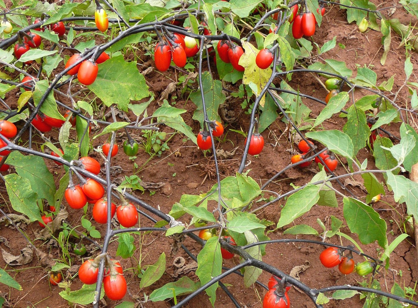 African eggplant (garden egg) imported image