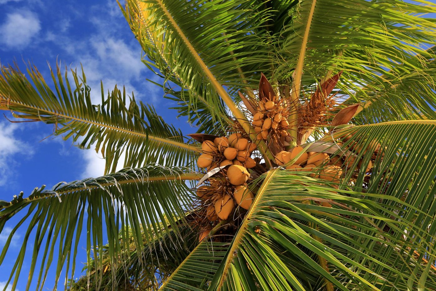 Coconut