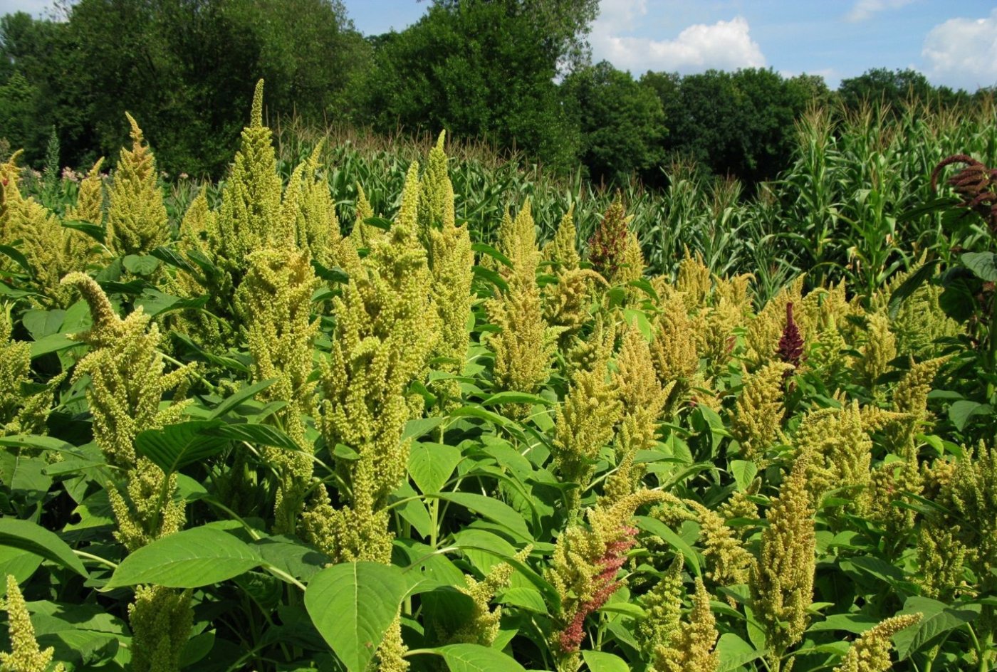 Amaranth Leaves imported image