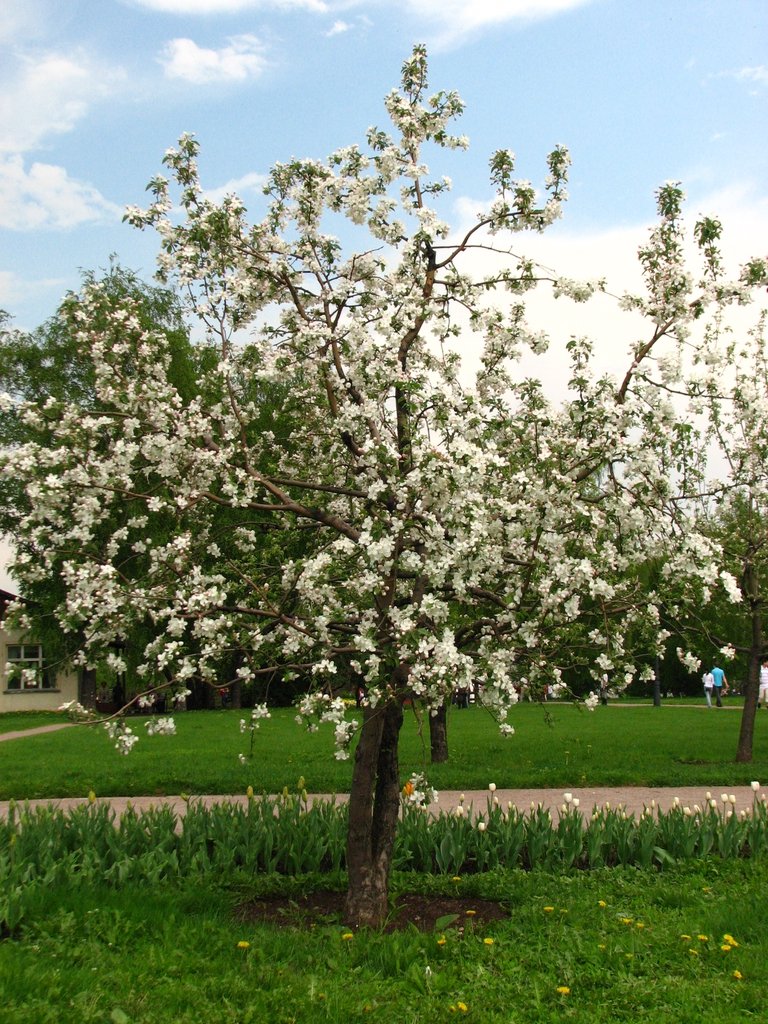 Apple imported image