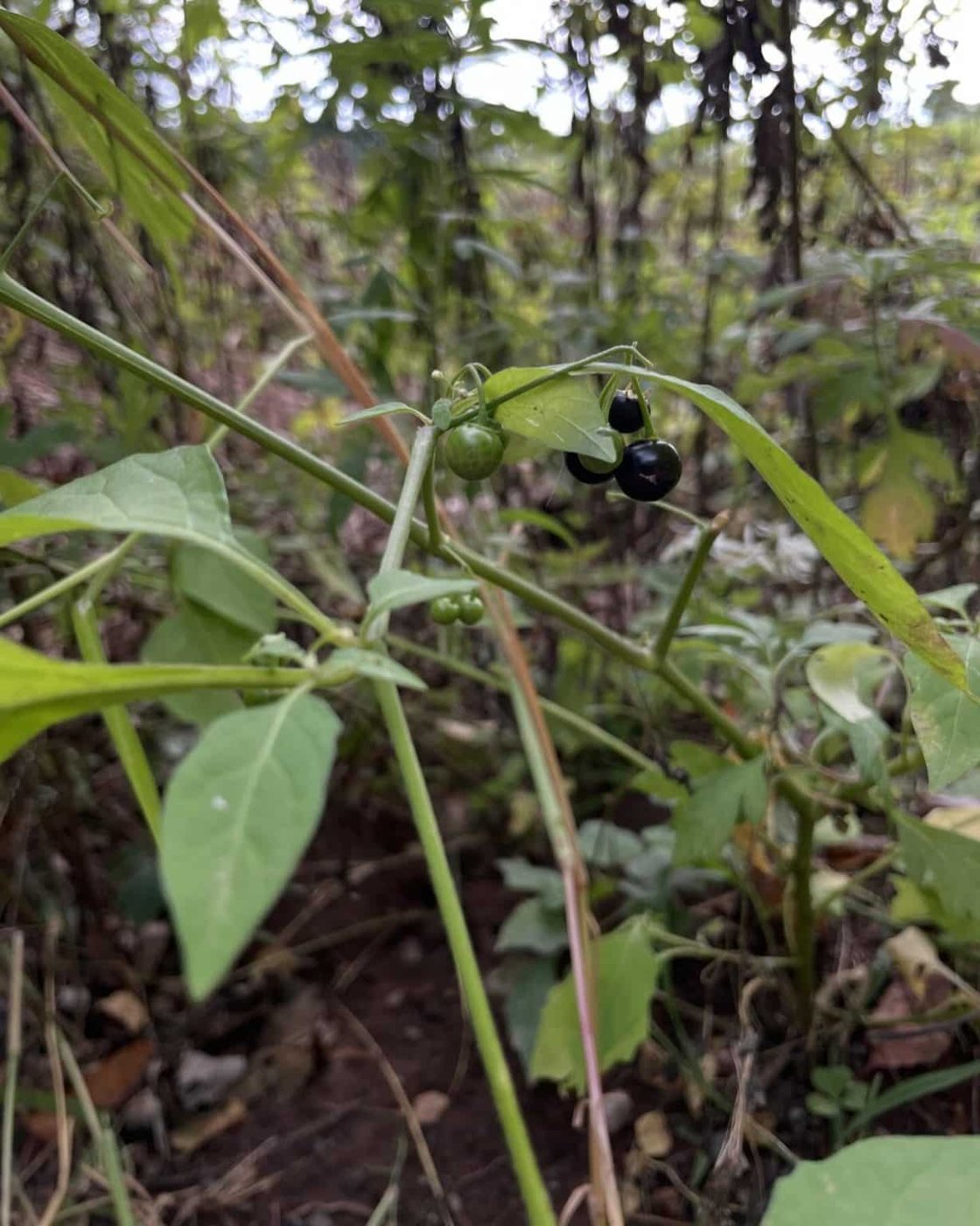 Black Nightshade imported image
