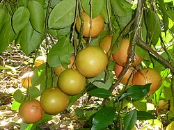Grapefruit