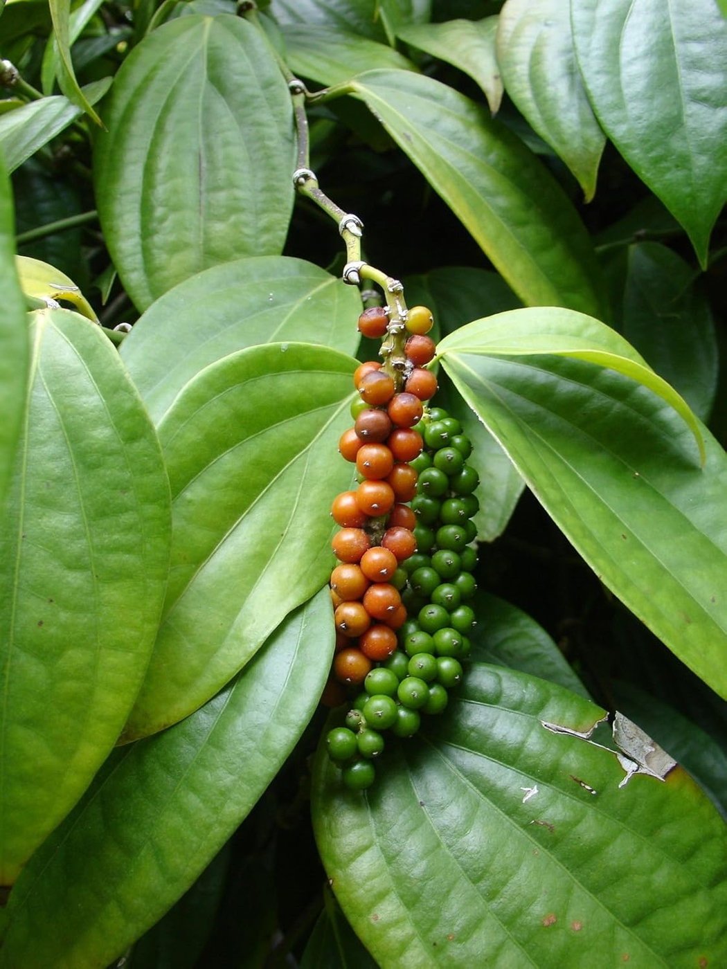 Black Pepper imported image