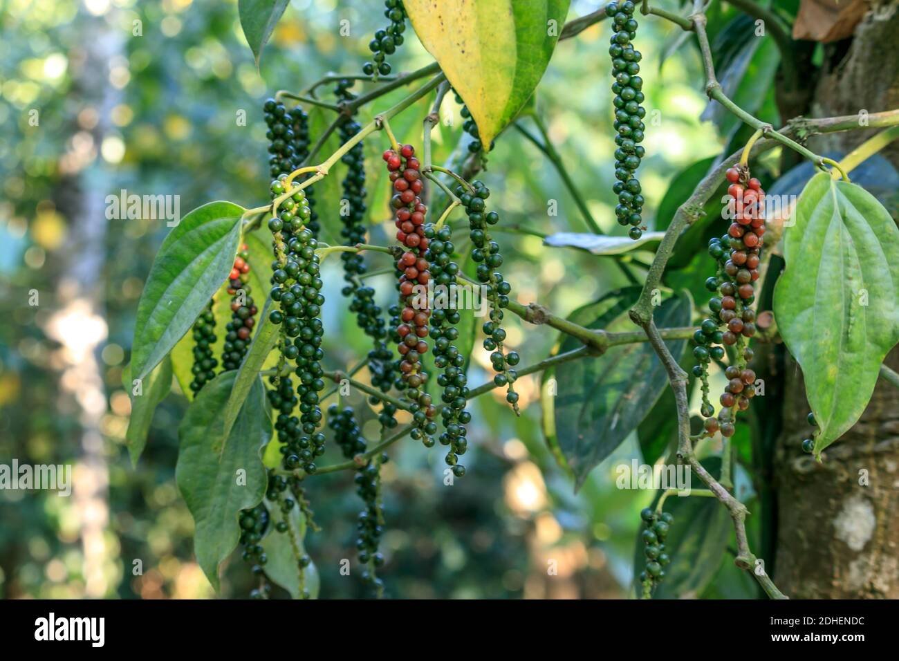 Black Pepper imported image