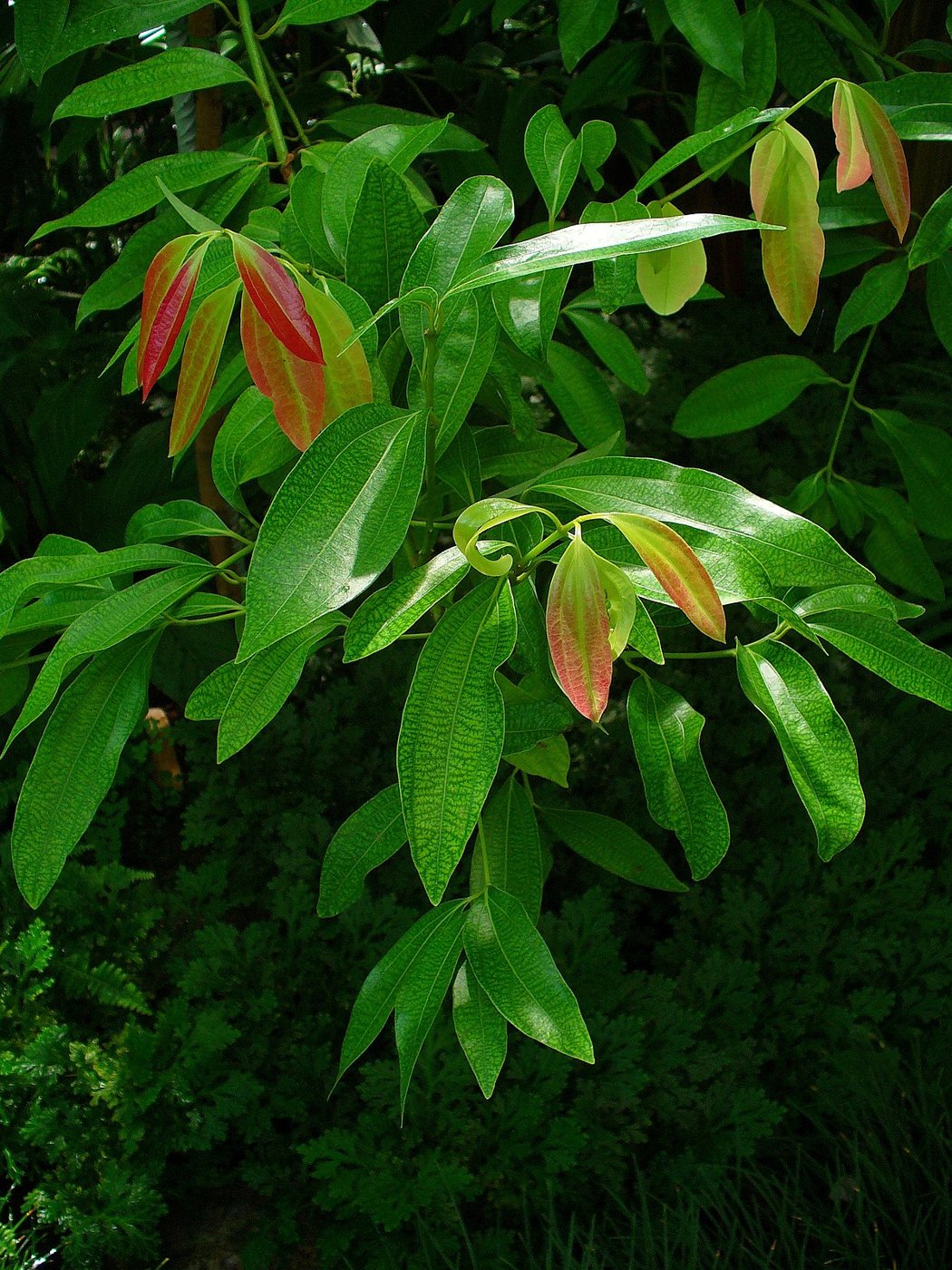 Cinnamon imported image