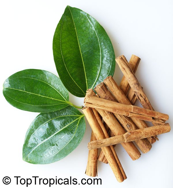Cinnamon imported image