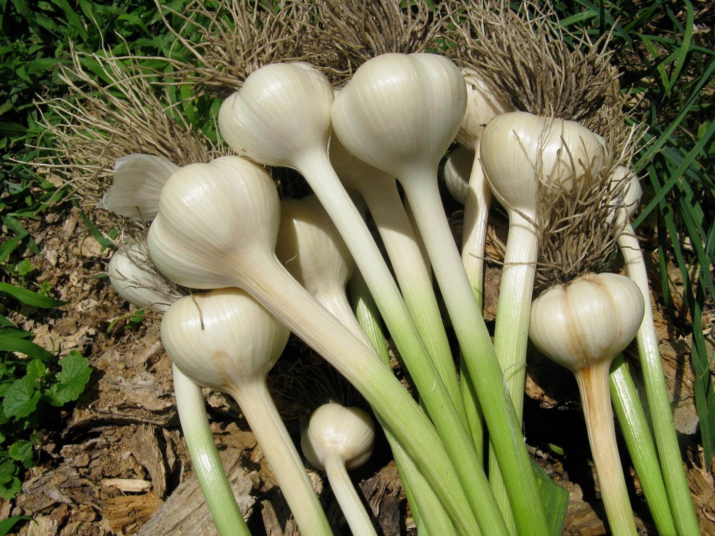 Garlic