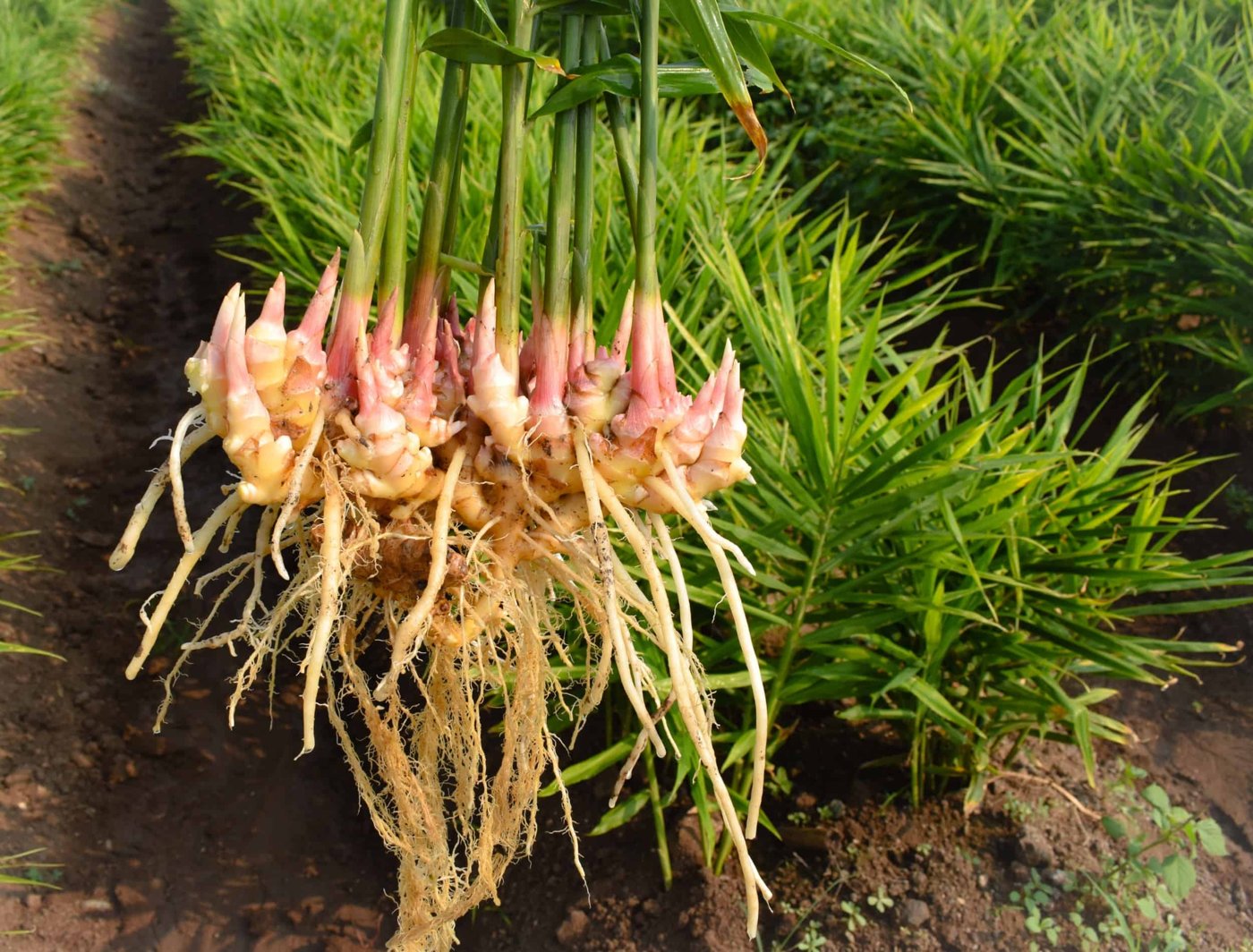 Ginger imported image