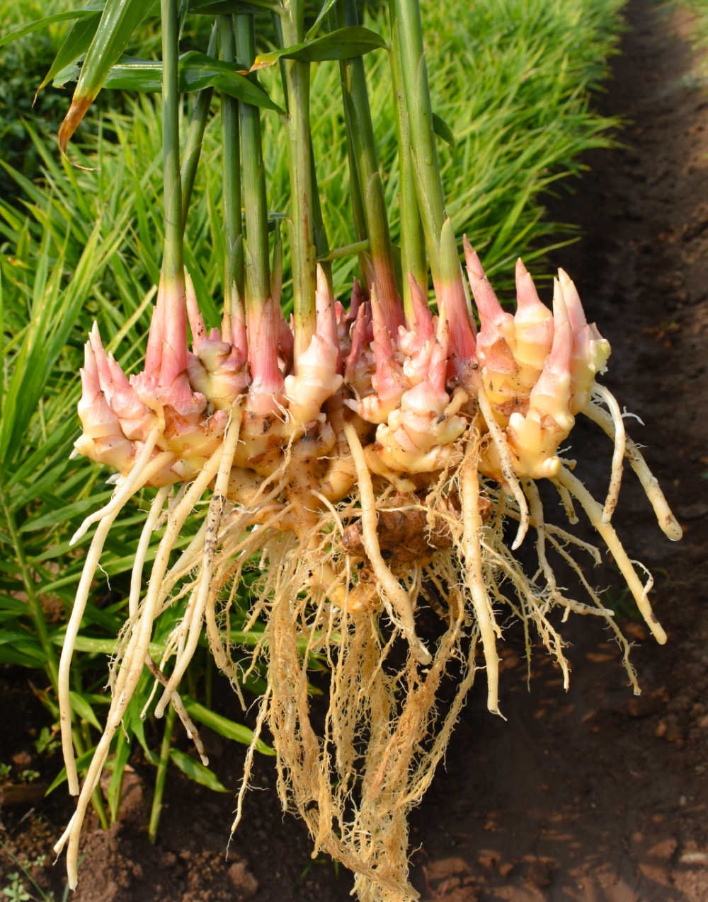 Ginger imported image