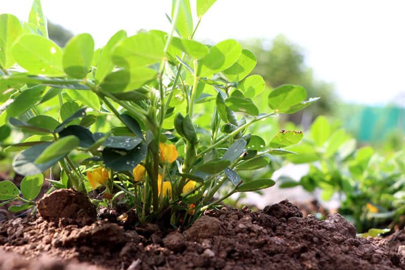 Groundnut / Peanut