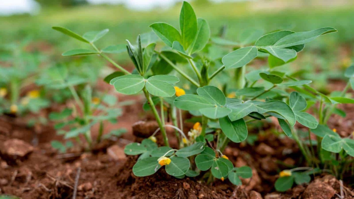 Groundnut / Peanut imported image