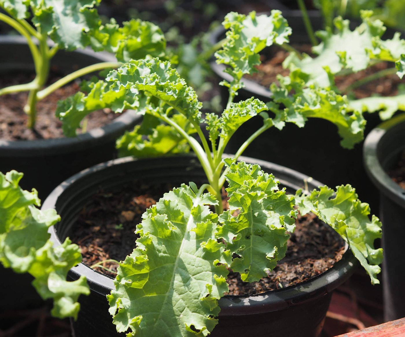 Kale / Collard