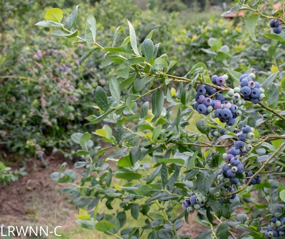 Blueberry imported image