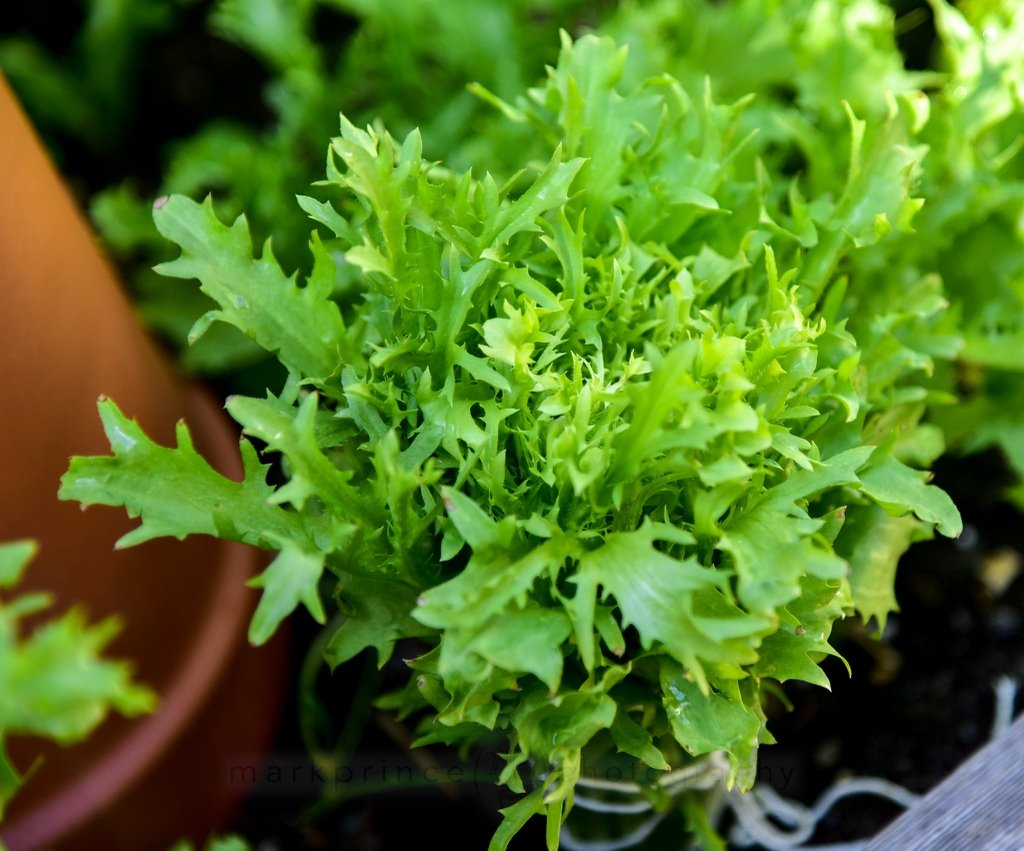 Endive