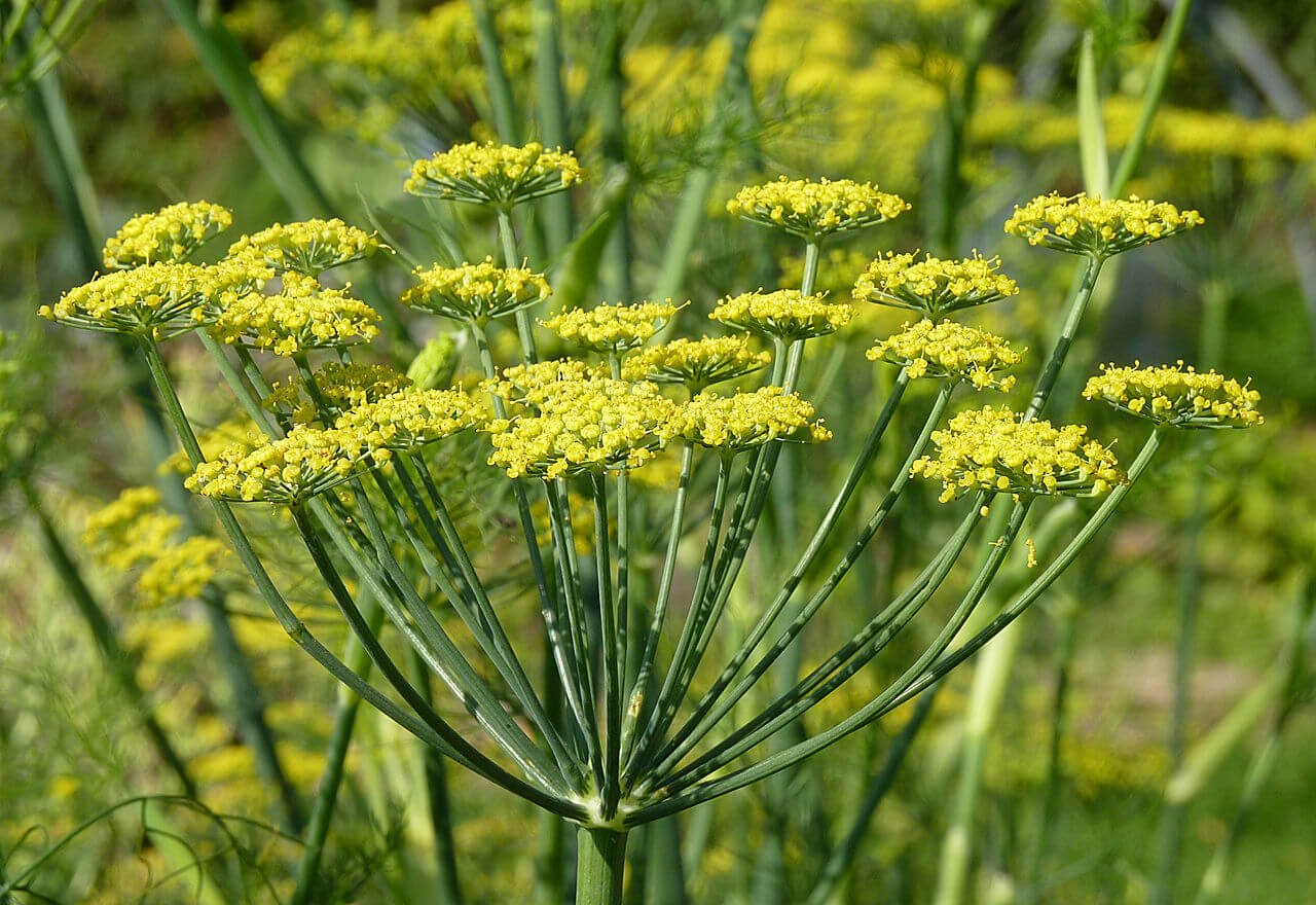 Fennel