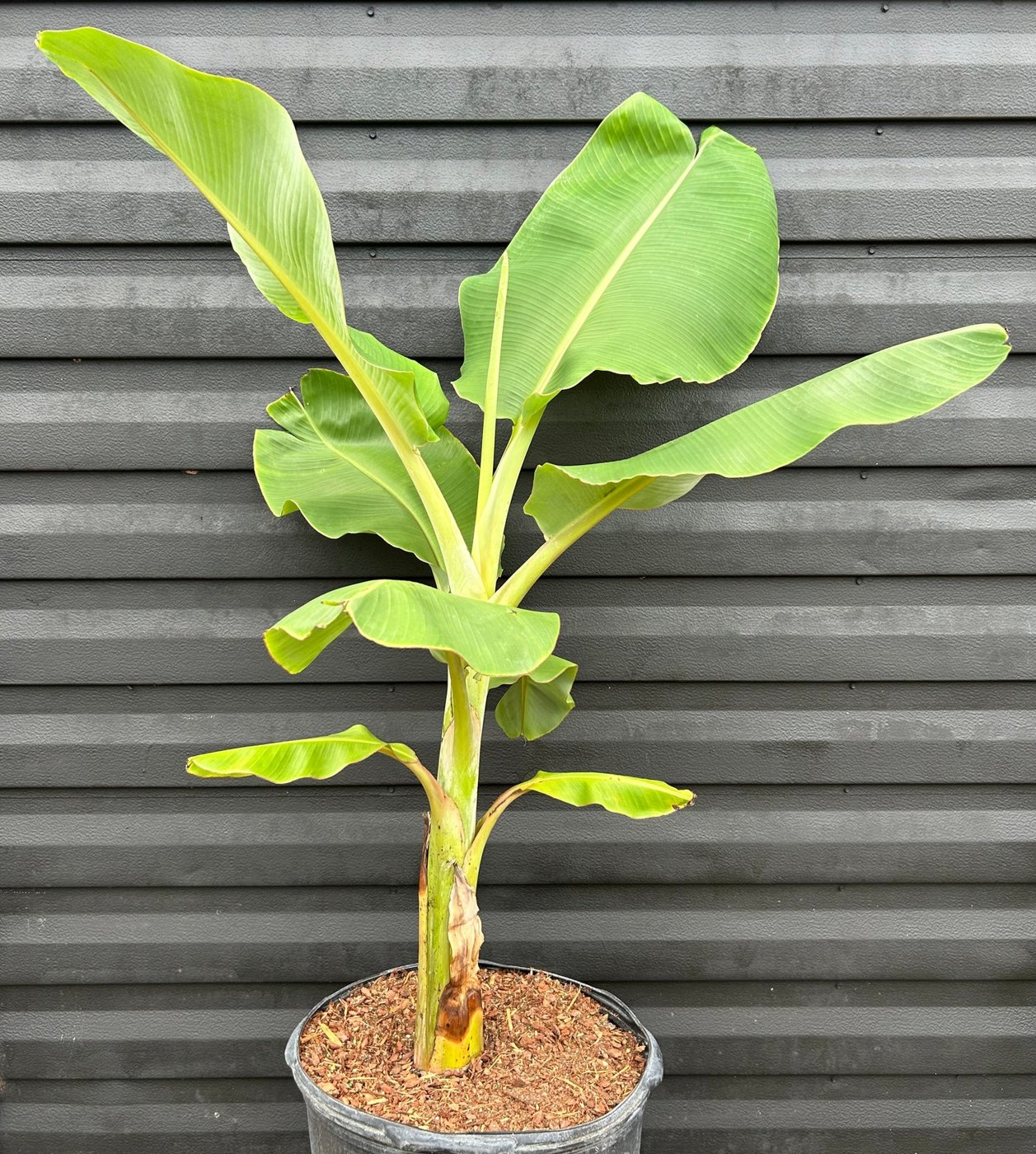 East African Highland Banana