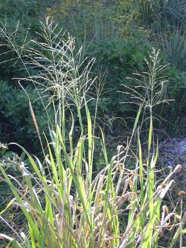 Guinea Grass