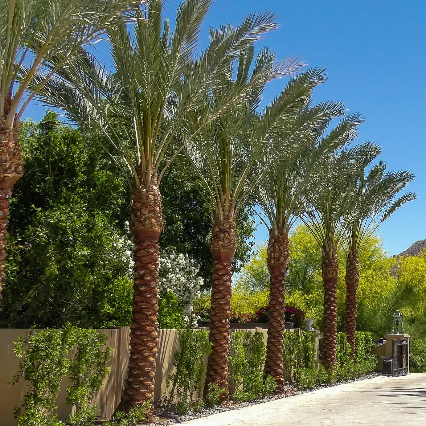 Date Palm imported image