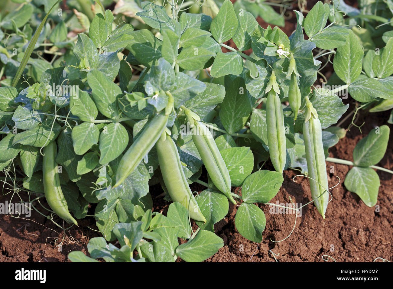 Green Pea