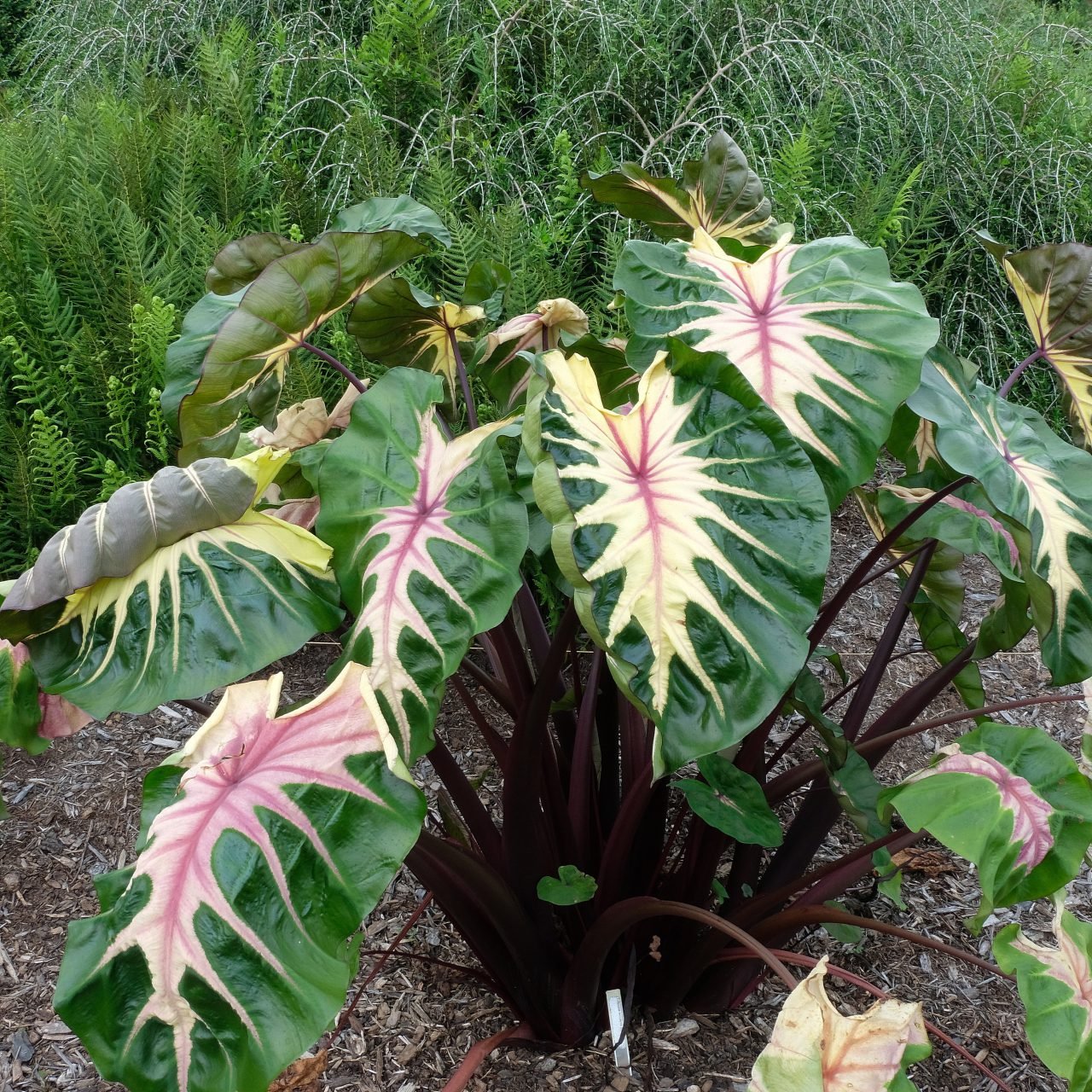 Colocasia imported image