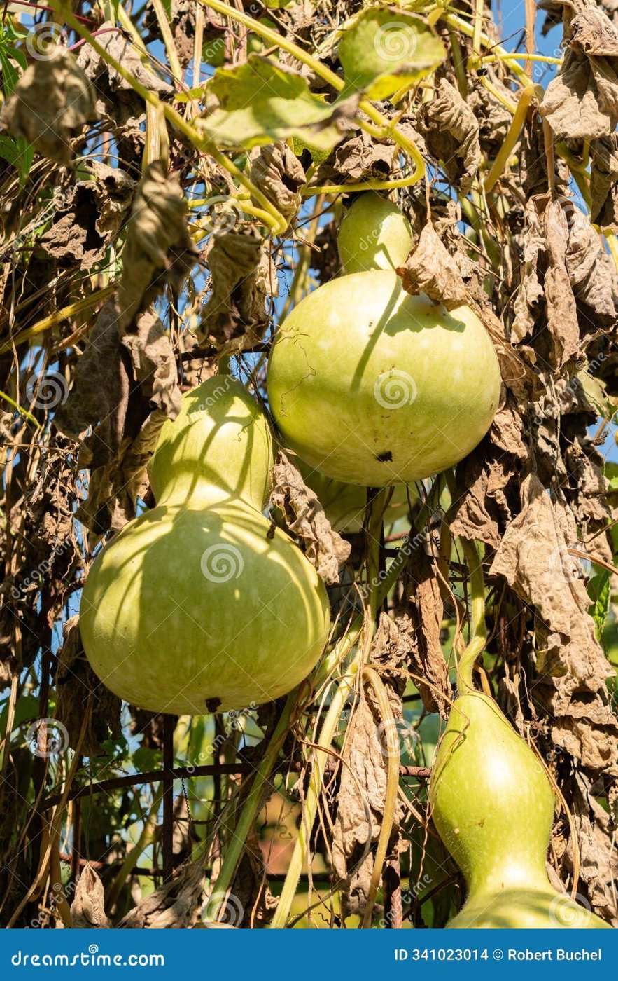 Bottle gourd