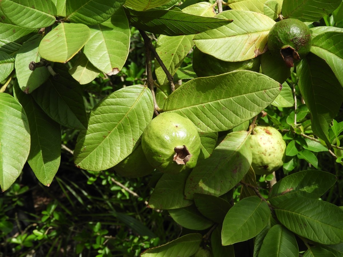 Guava imported image