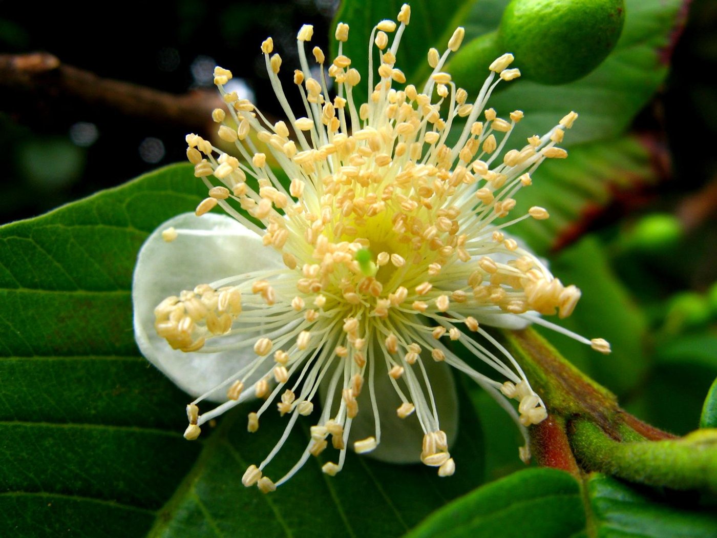 Guava imported image