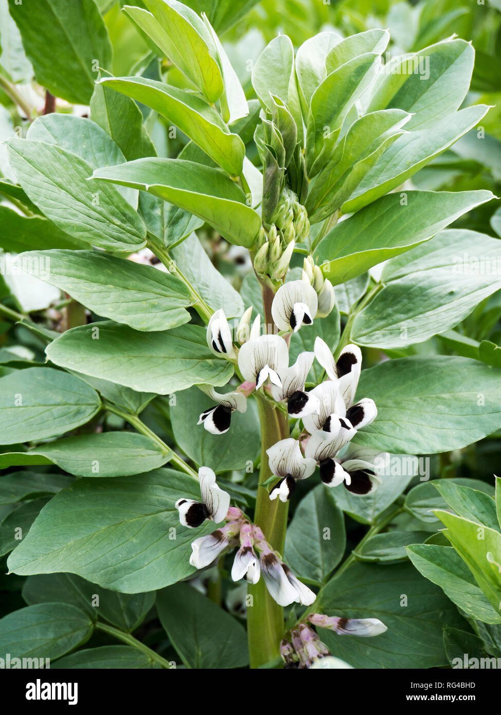 Broad bean (fava)