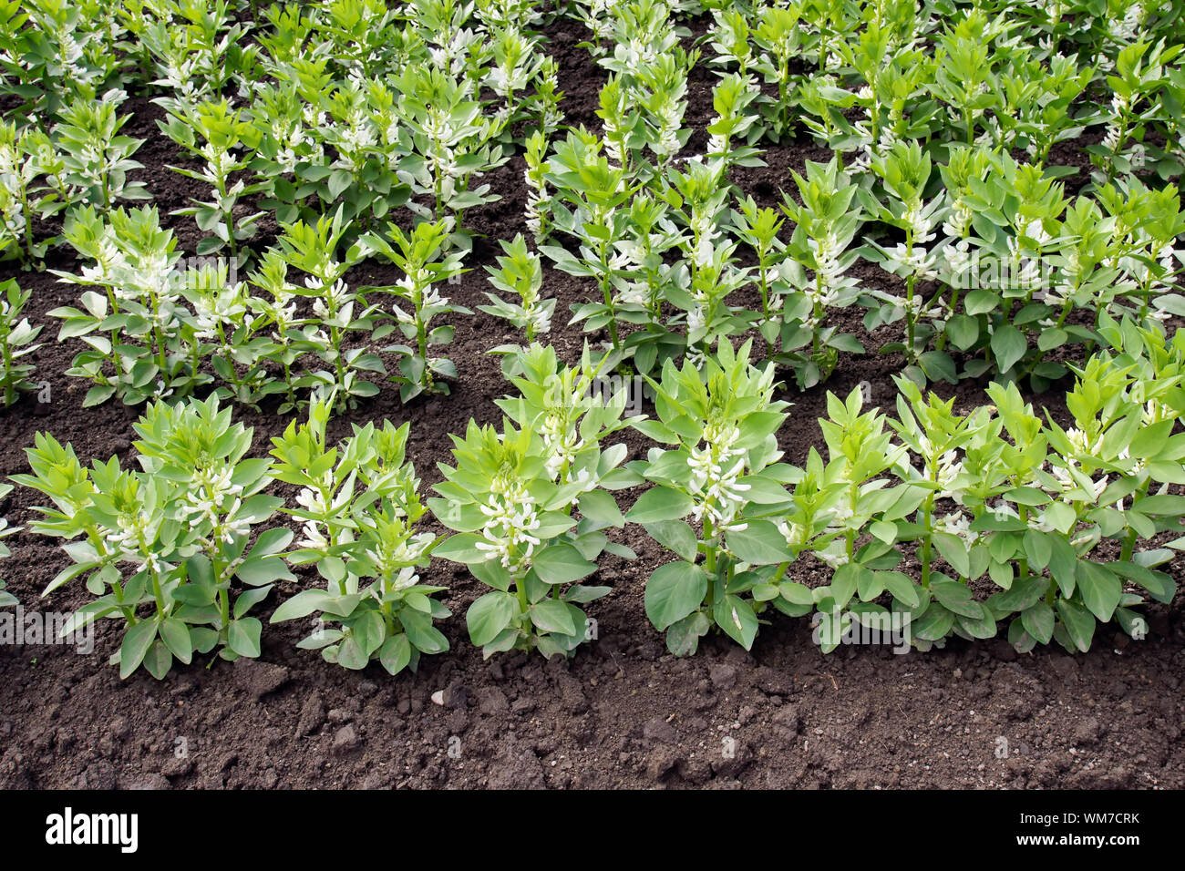 Broad bean (fava) imported image