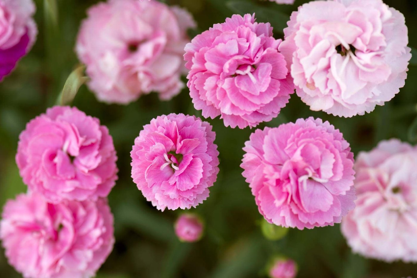 Carnations (cut flower) imported image