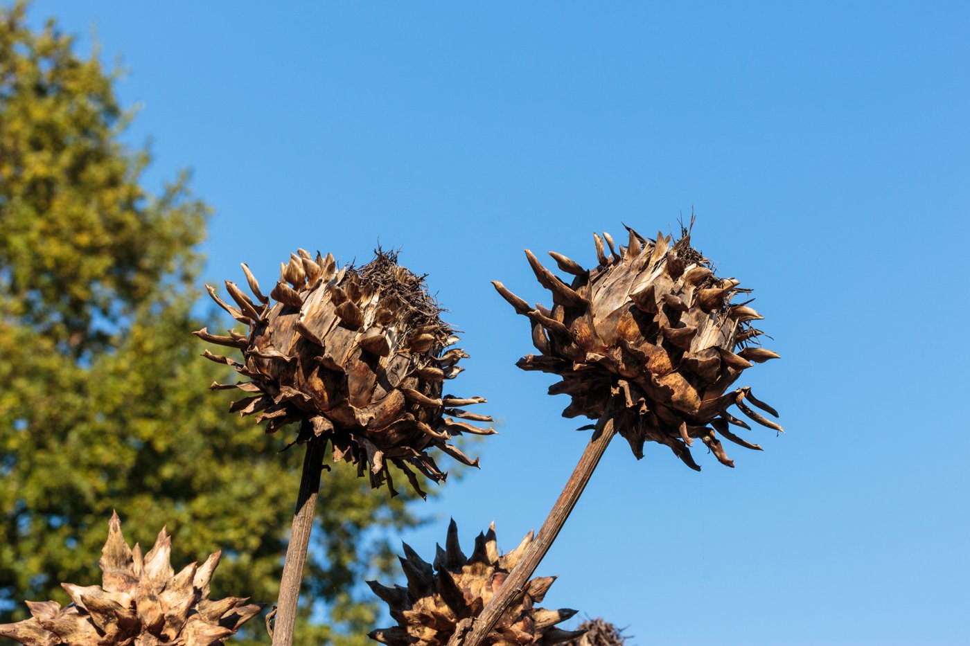 Artichoke imported image