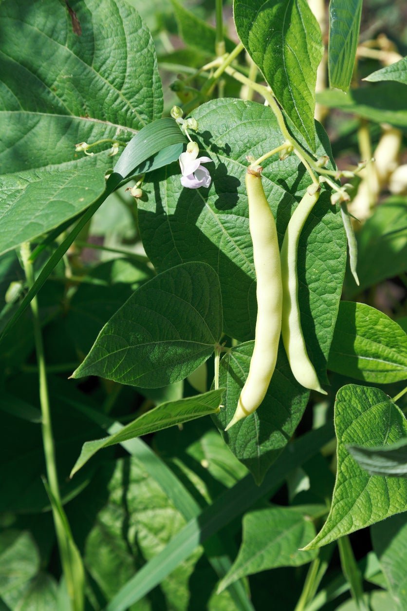 Common Bean imported image
