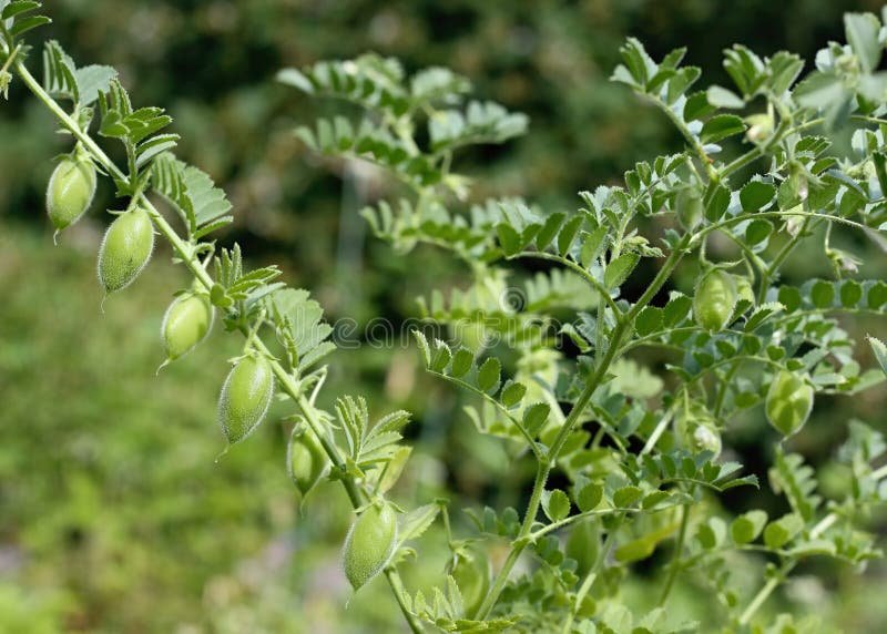 Chickpea