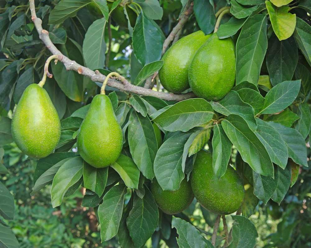 Avocado