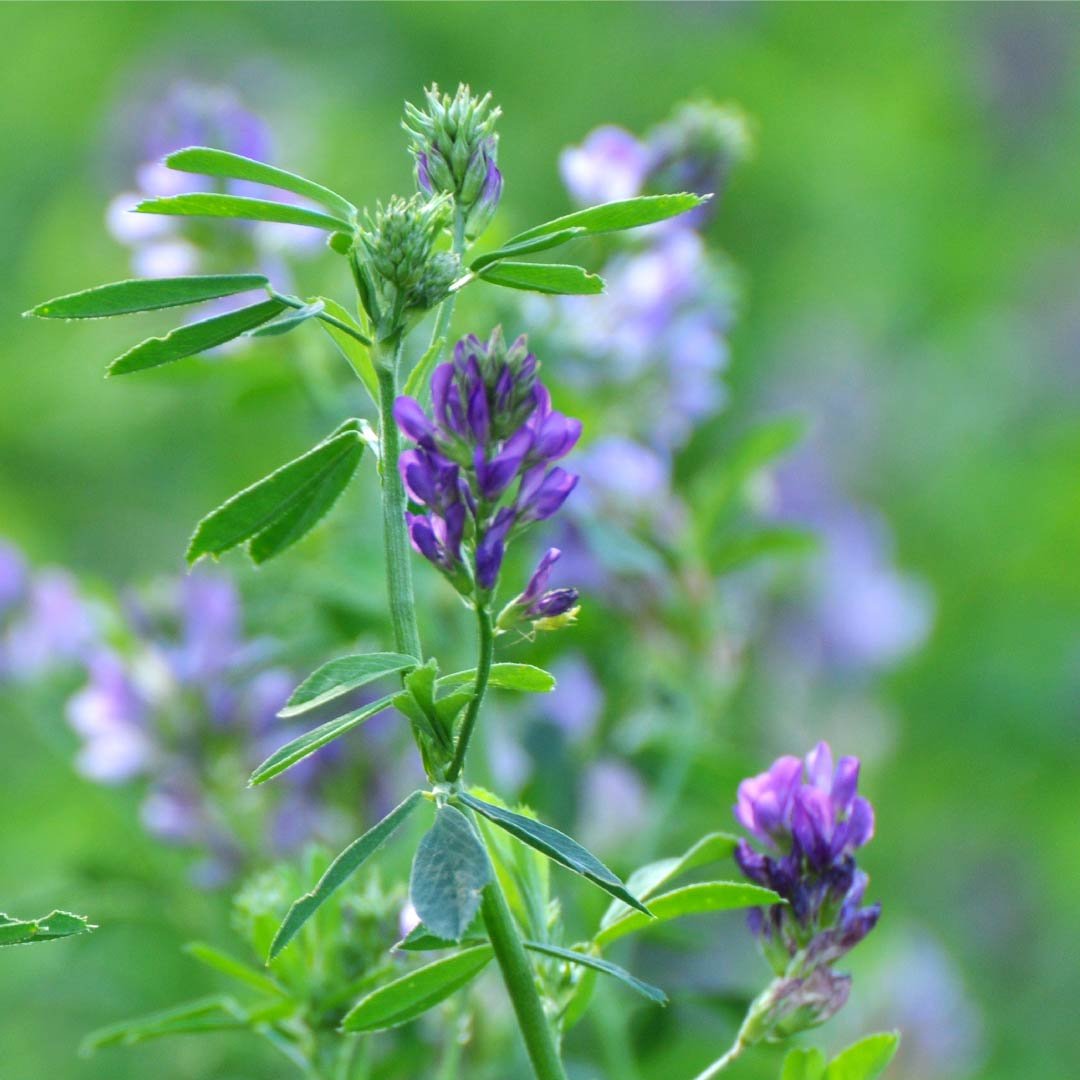 Alfalfa Lucerne imported image