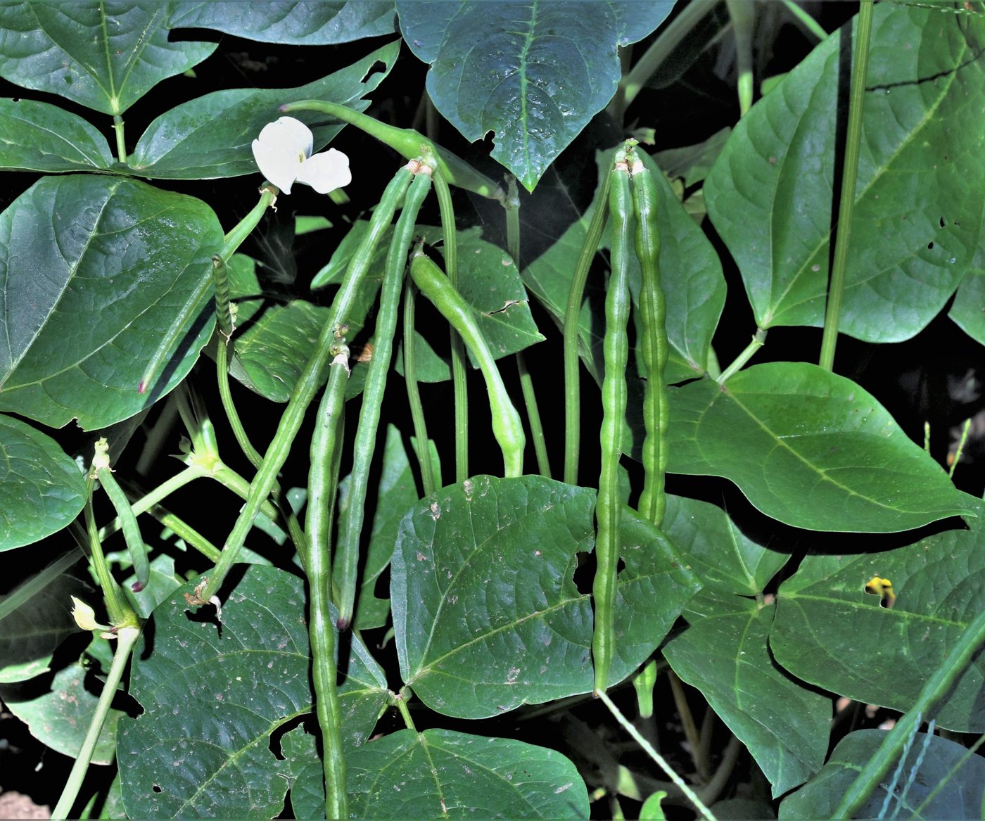 Black Eyed Pea