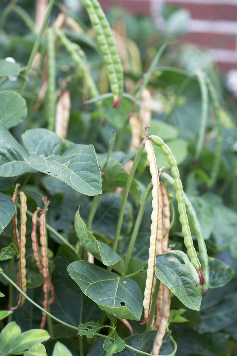 Black Eyed Pea imported image