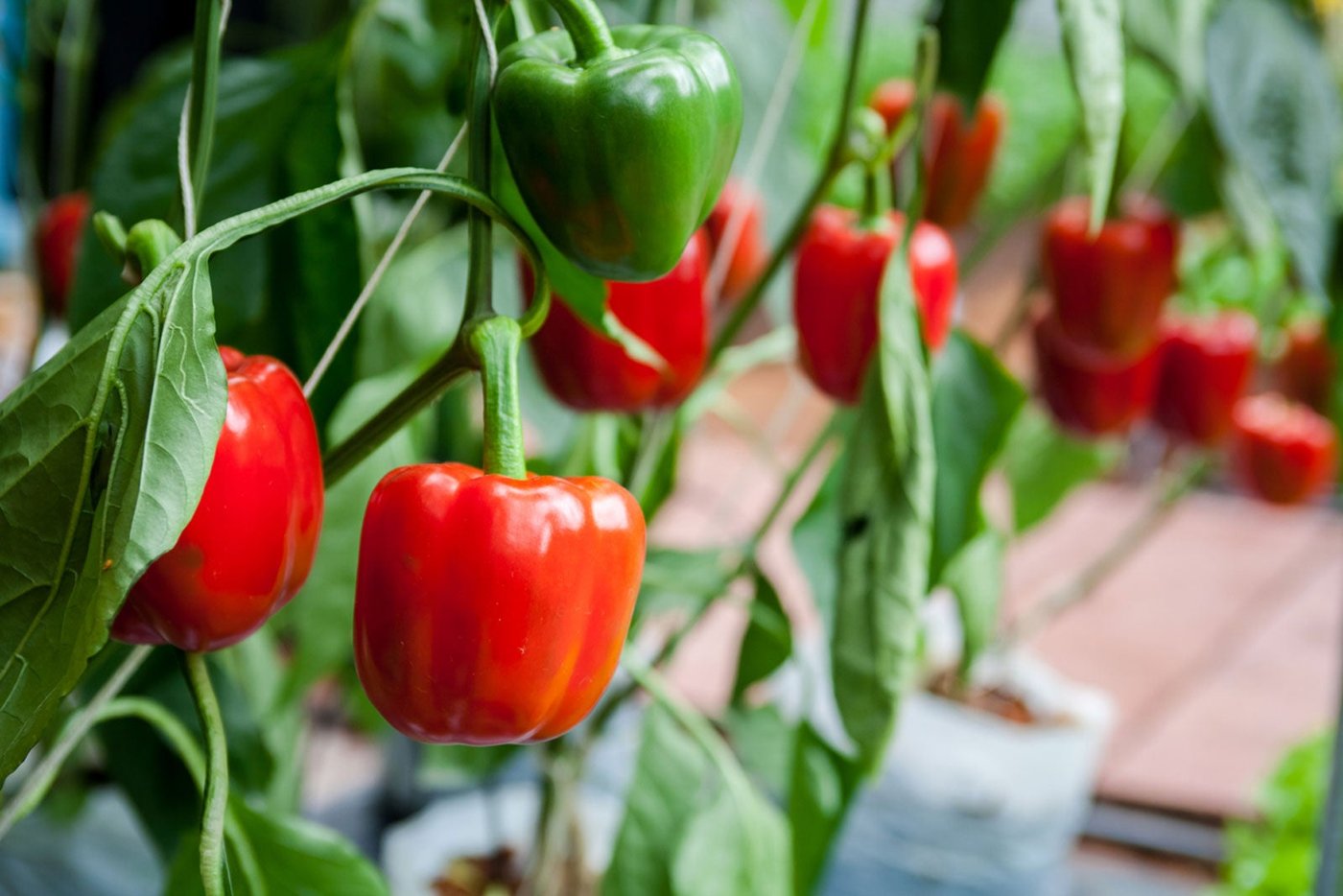Capsicum imported image